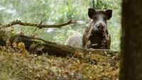 Mehr als 100.000 Wildschweine erlegten die rheinland-pfälzischen Jägerinnen und Jäger  im Jagdjahr 2019/2020. Quelle: Becker/LJV RLP